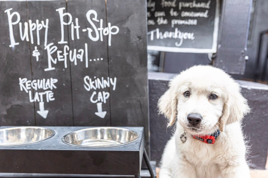 Dog-friendly cafes